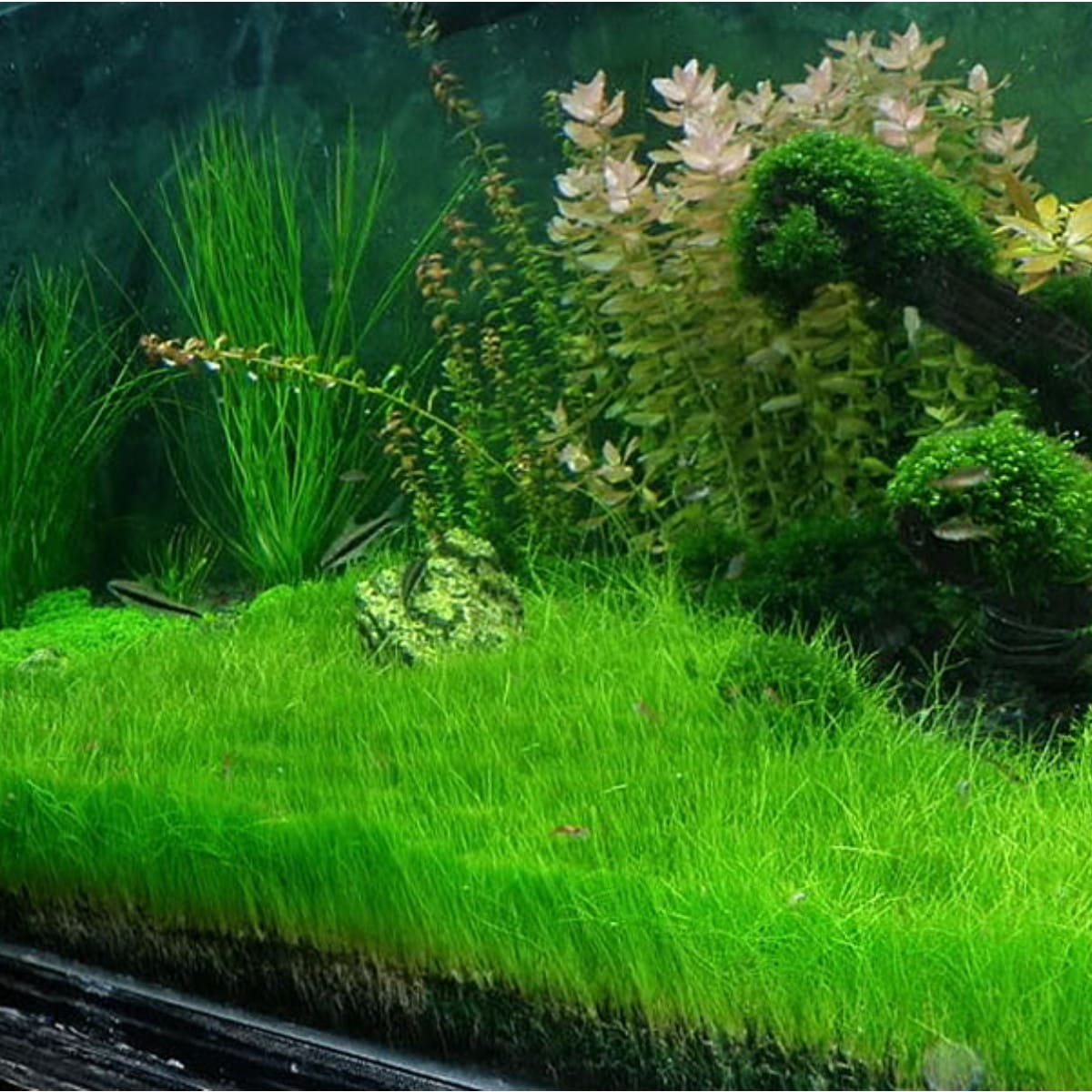 Tapizante Eleocharis acicularis in-vitro Tropica - Imagen 5