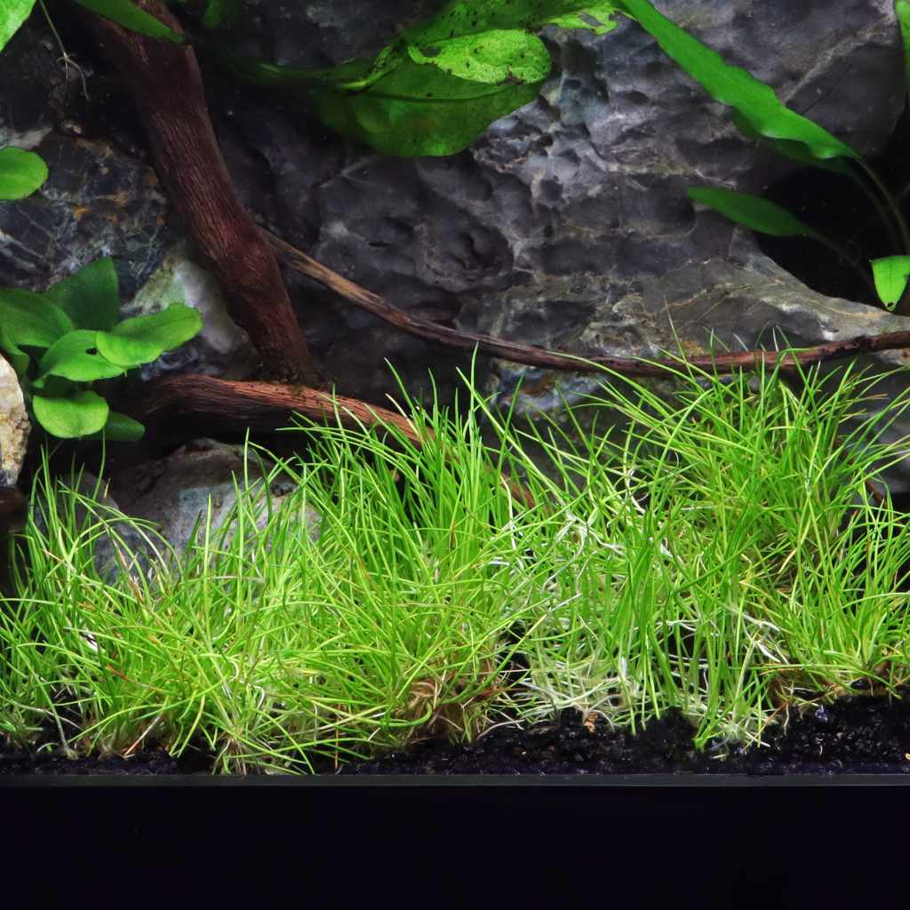 Tapizante Eleocharis pusilla Mini in-vitro Tropica - Imagen 4