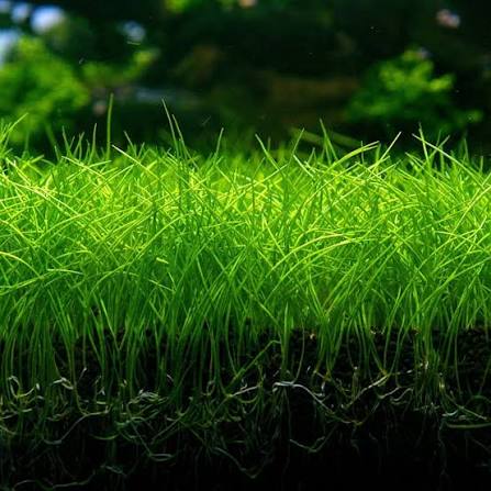 Tapizante Eleocharis pusilla Mini in-vitro Tropica - Imagen 5