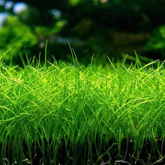 Tapizante Eleocharis acicularis in-vitro Tropica - Imagen 4