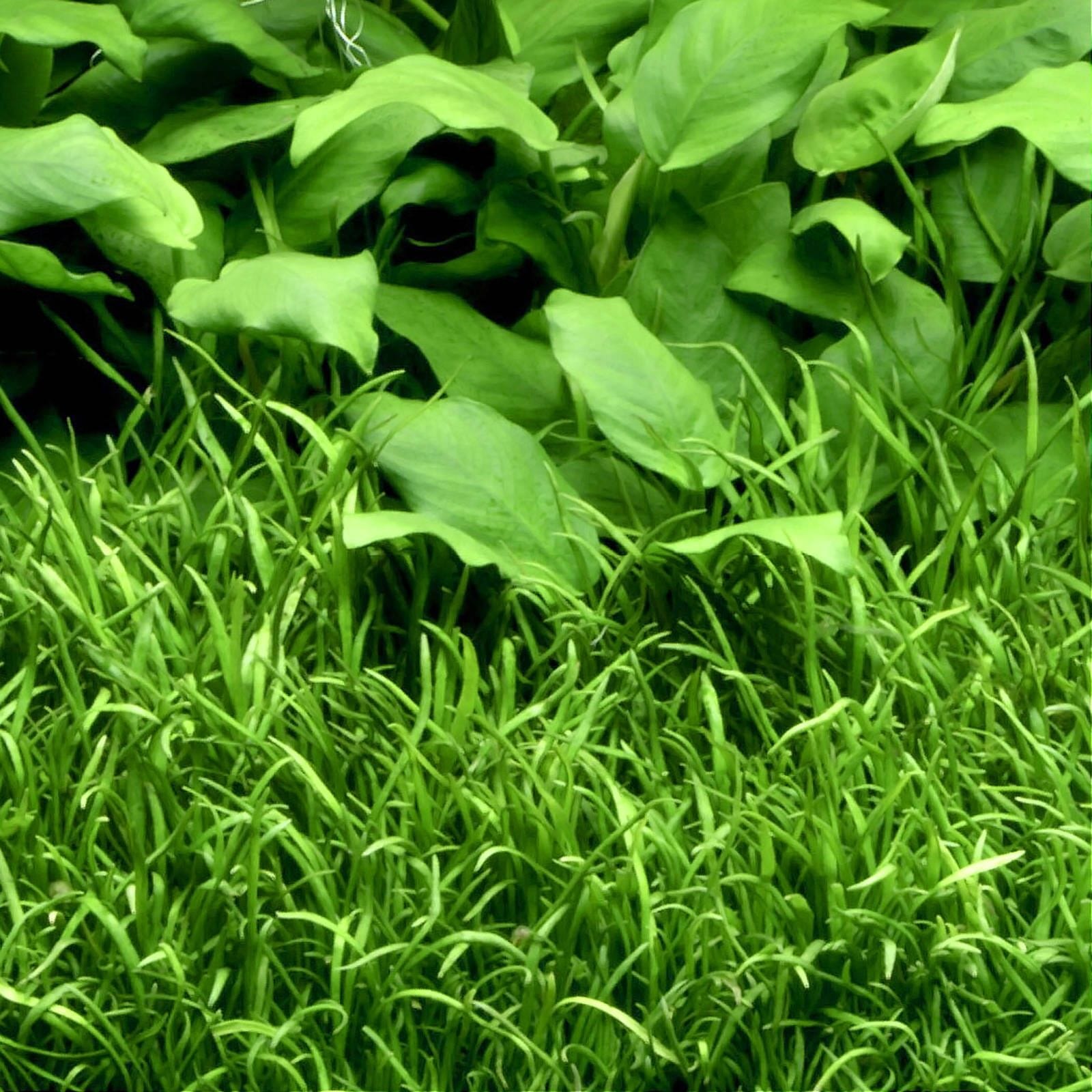 Lilaeopsis brasiliensis Tropica Maceta - Imagen 4