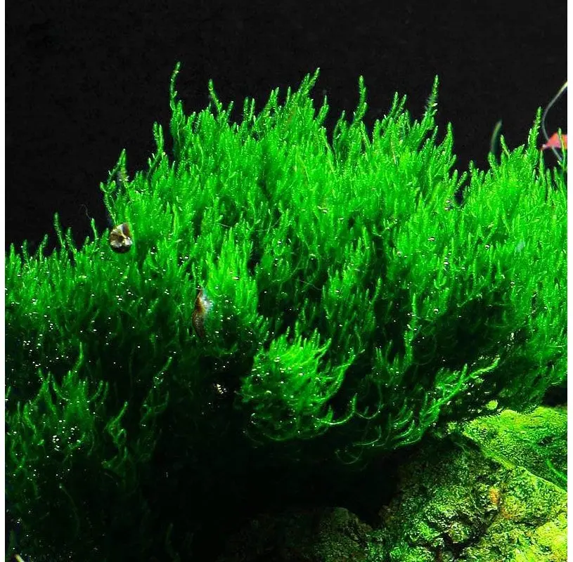 Musgo Taxiphyllum sp.Flama in-vitro Tropica - Imagen 4