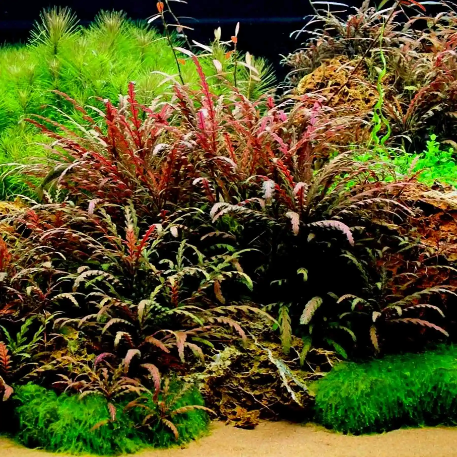 Hygrophila pinnatifida In Vitro Tropica - Imagen 3