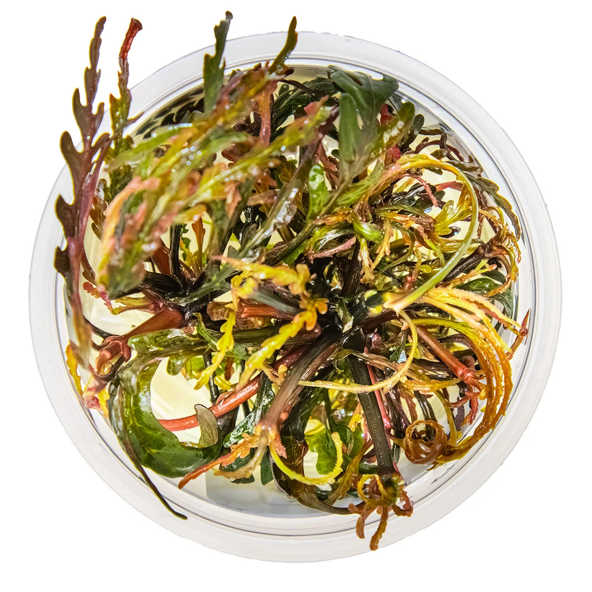 Hygrophila pinnatifida In Vitro Tropica - Imagen 2