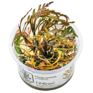 Hygrophila pinnatifida In Vitro Tropica