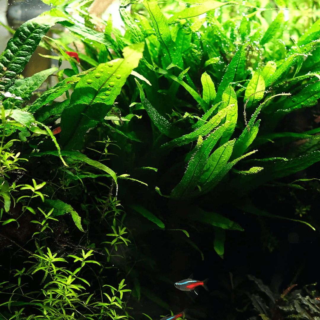 Helecho Microsorum Pteropus Windelov Tropica Maceta - Imagen 5