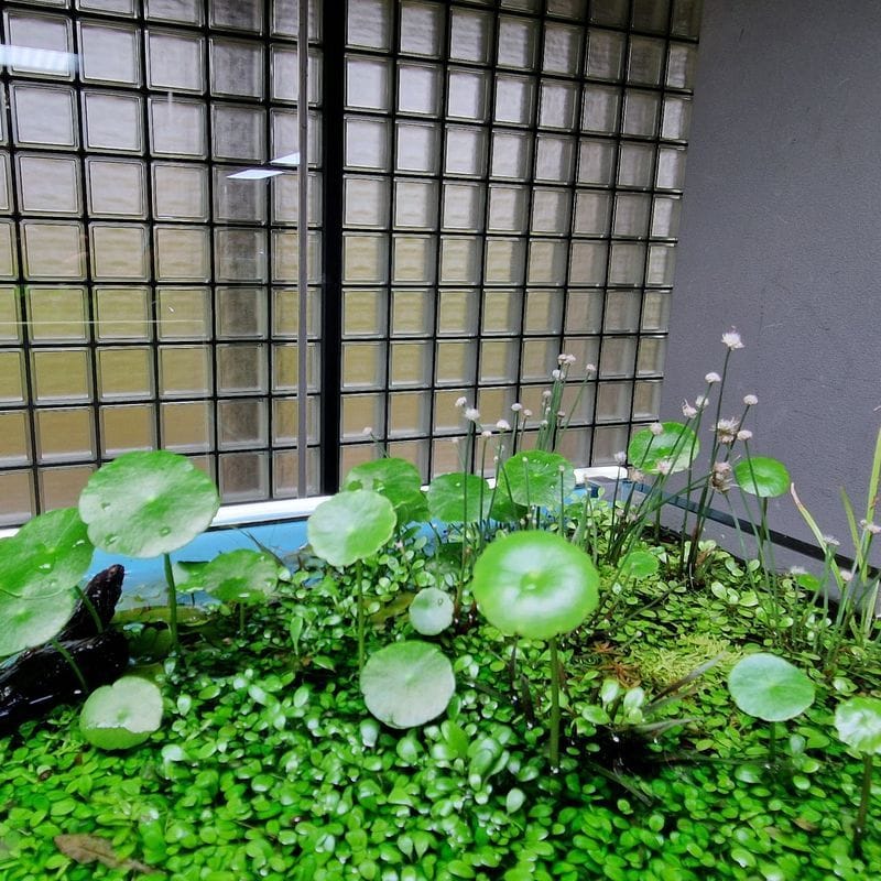 Hydrocotyle Verticillata Tropica Maceta - Imagen 4